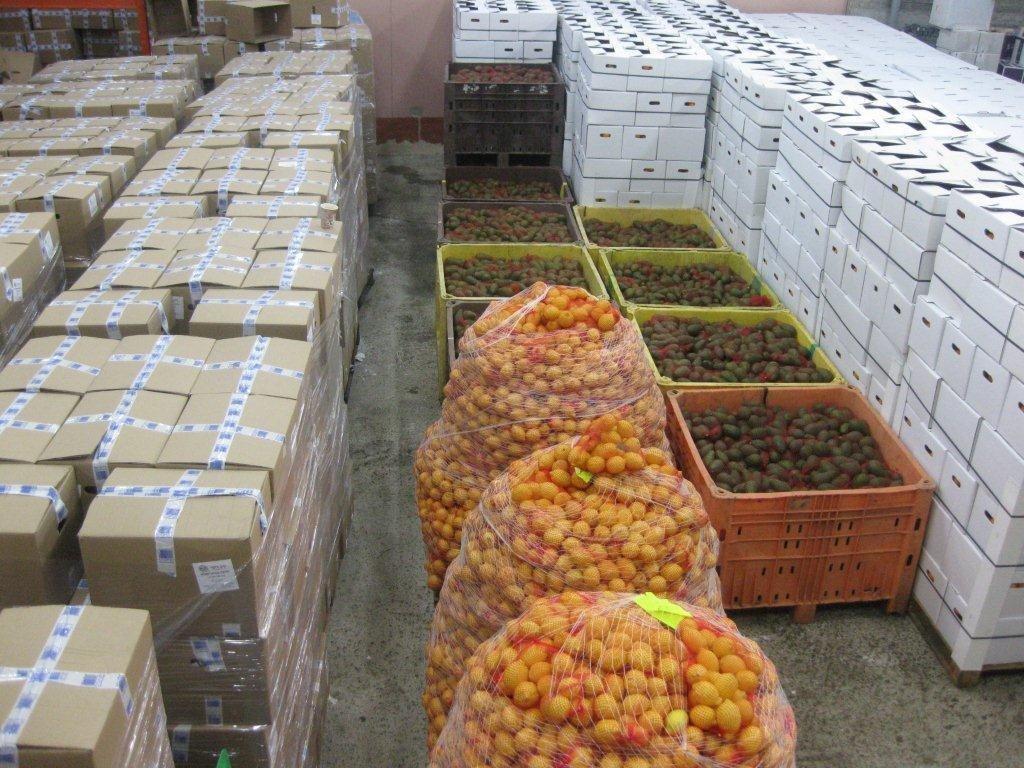 ללא תלושים, ללא בזיונות, ללא השפלות: קמחא דפסחא טהור