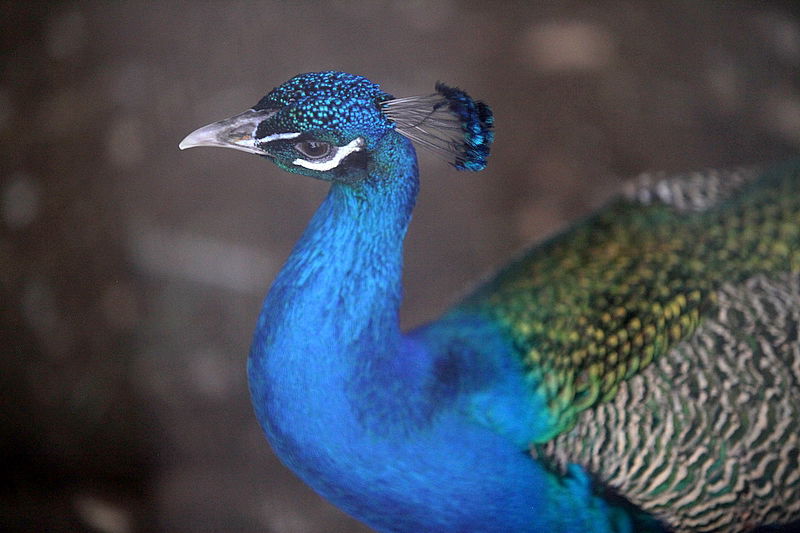 הכבישים פקוקים, הפארקים עמוסים: חול המועד בתמונות