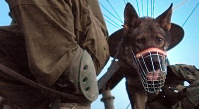 צה"ל מציג: אוכל כשר, גם לכלבים