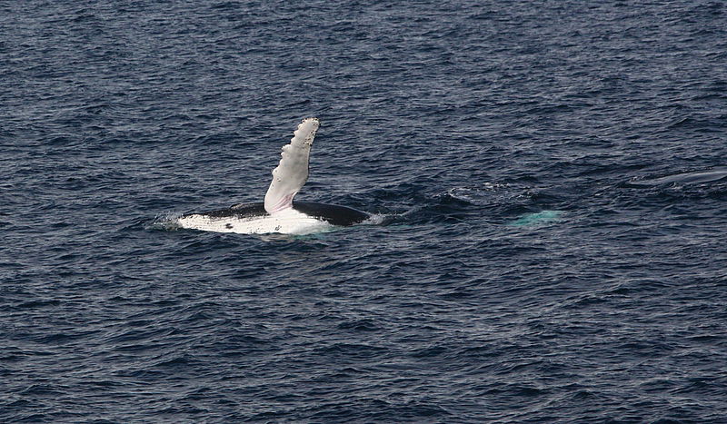 אלפסי בעולם: המסע המופלא לאנטרטיקה, הפרק המלא