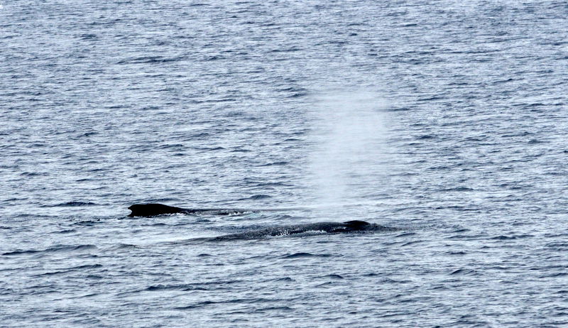 אלפסי בעולם: המסע המופלא לאנטרטיקה, הפרק המלא