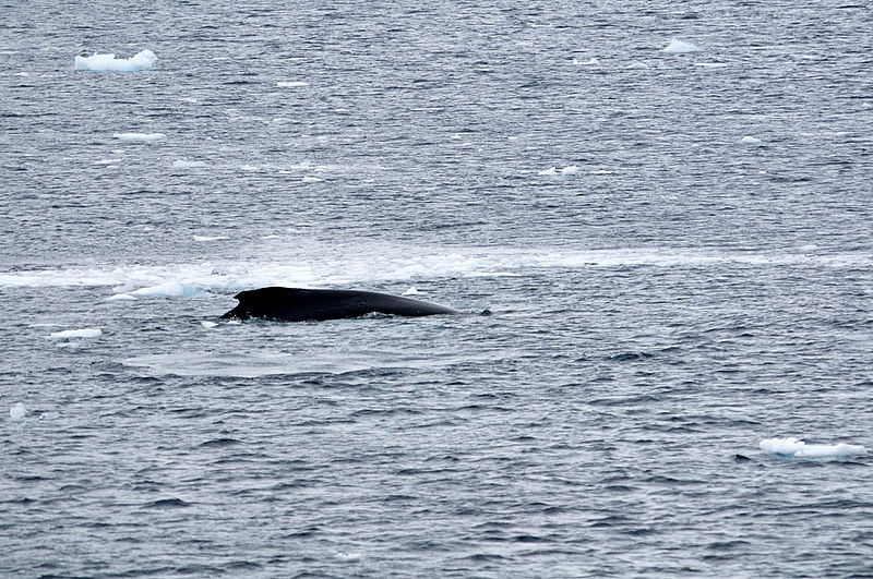 אלפסי בעולם: המסע המופלא לאנטרטיקה, הפרק המלא