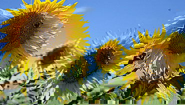 פרשת בהר עם הרב אלכנסדר ליפשיץ