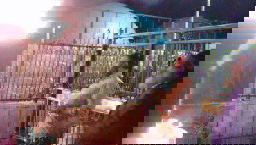 השריפה במירון