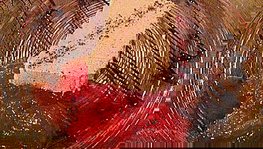 מתכון השבוע