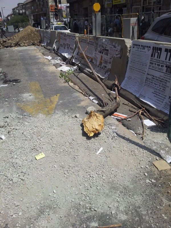 ירושלים: טרקטור הפיל עץ על אישה; נפגעה קל