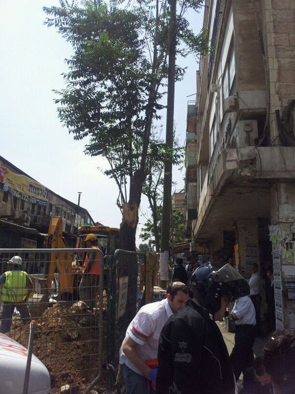 ירושלים: טרקטור הפיל עץ על אישה; נפגעה קל