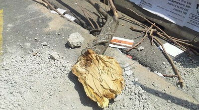 ירושלים: טרקטור הפיל עץ על אישה; נפגעה קל