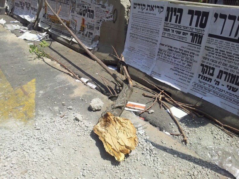 ירושלים: טרקטור הפיל עץ על אישה; נפגעה קל