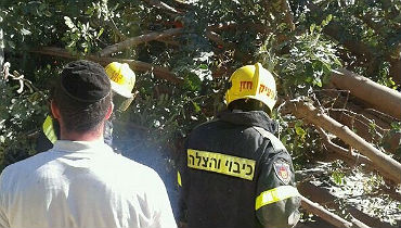 צפו: עץ קרס על ילדים בגן משחקים
