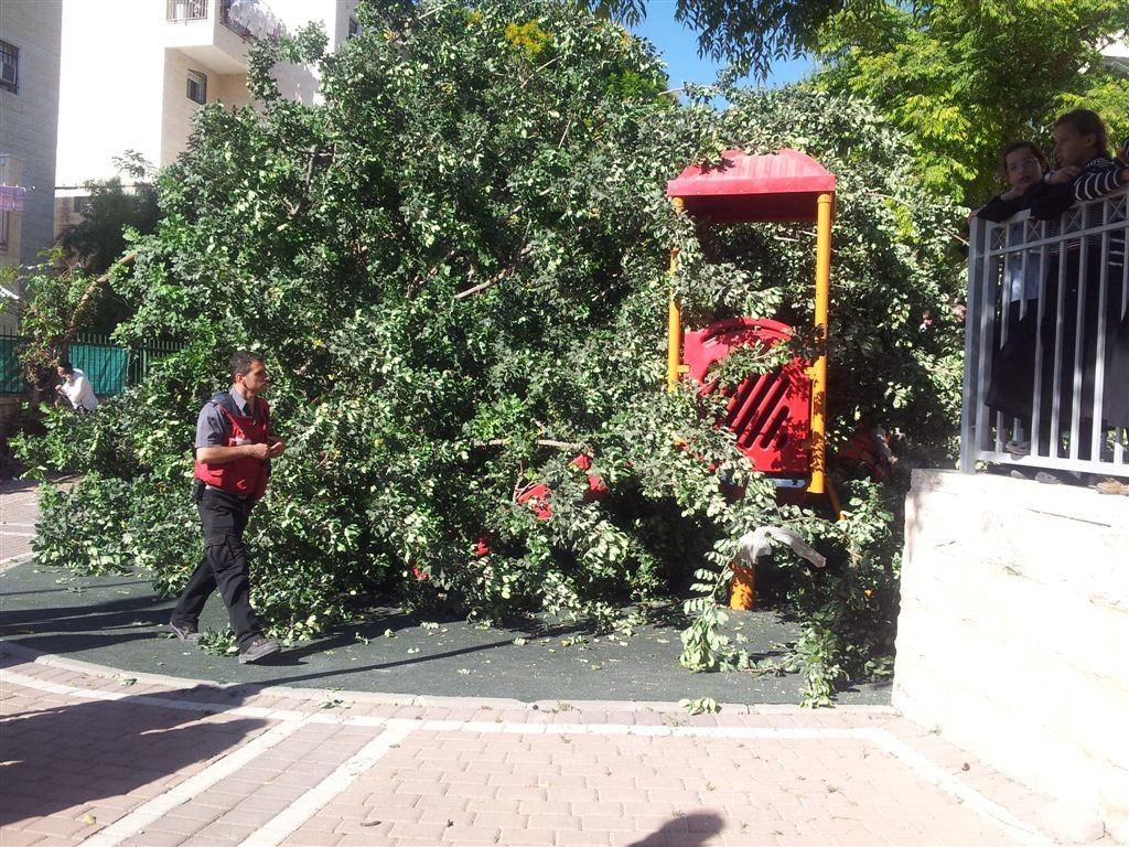 צפו: עץ קרס על ילדים בגן משחקים