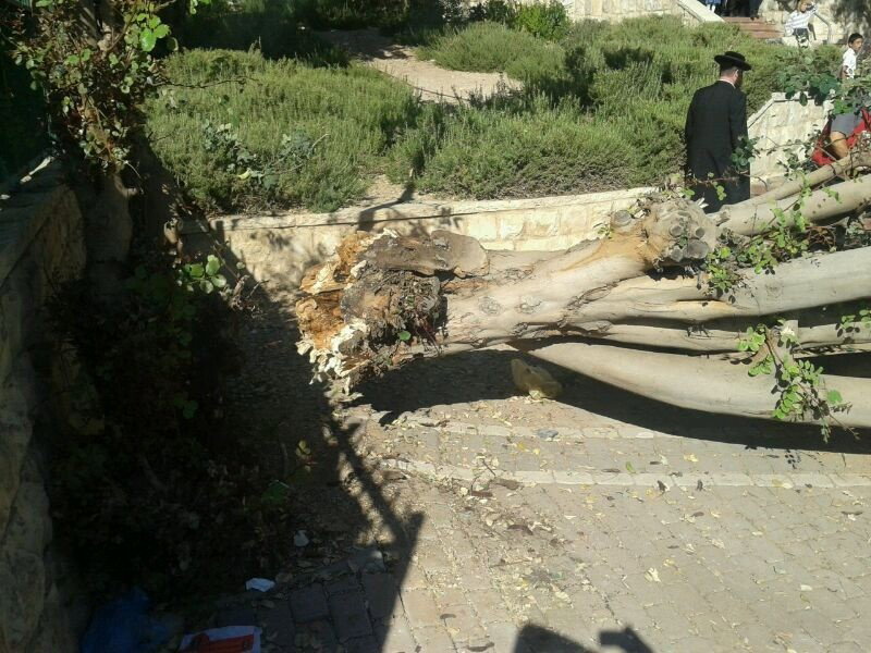 צפו: עץ קרס על ילדים בגן משחקים