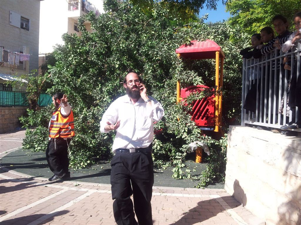 צפו: עץ קרס על ילדים בגן משחקים