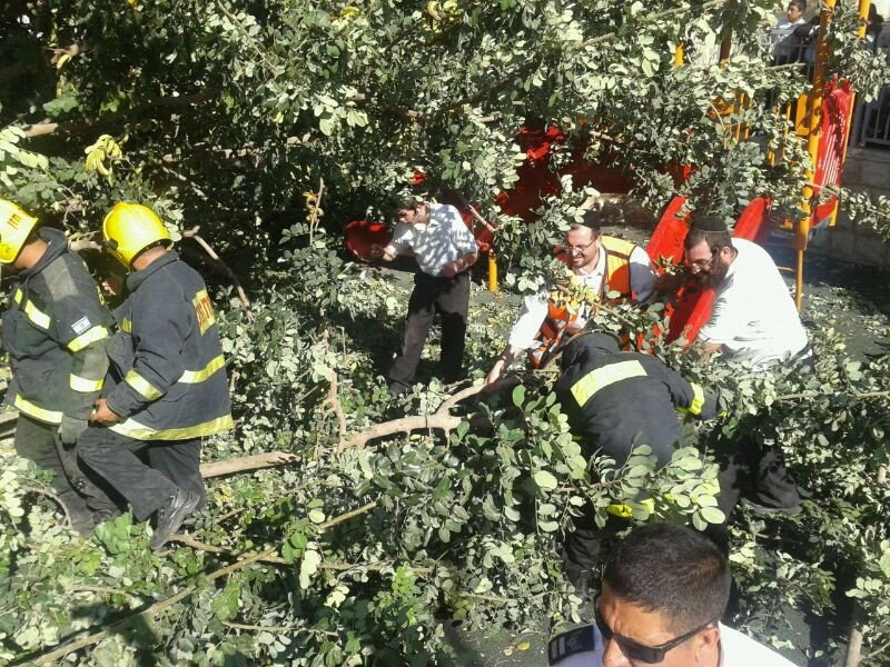 צפו: עץ קרס על ילדים בגן משחקים