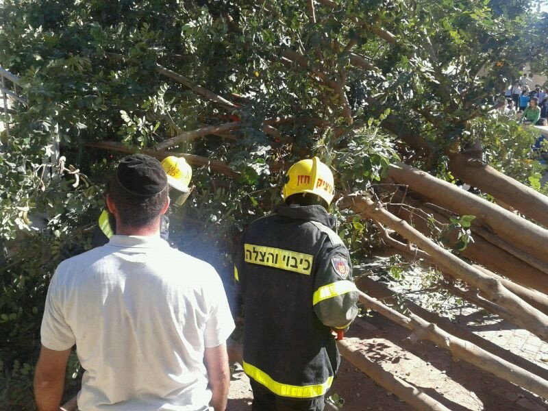 צפו: עץ קרס על ילדים בגן משחקים