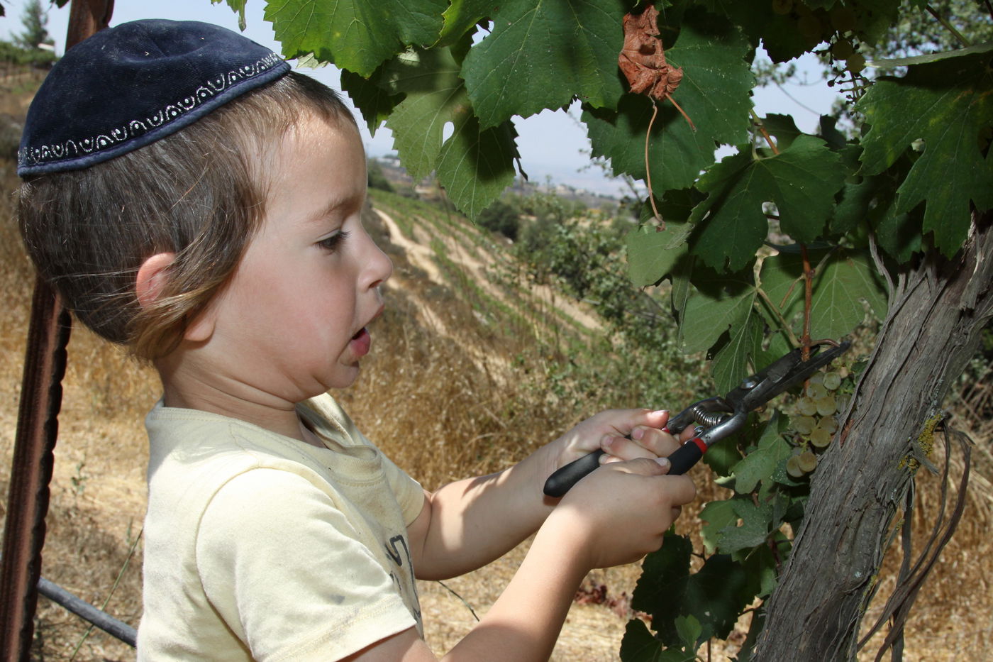 כיכר היום: בציר ענבים בישוב בת עין
