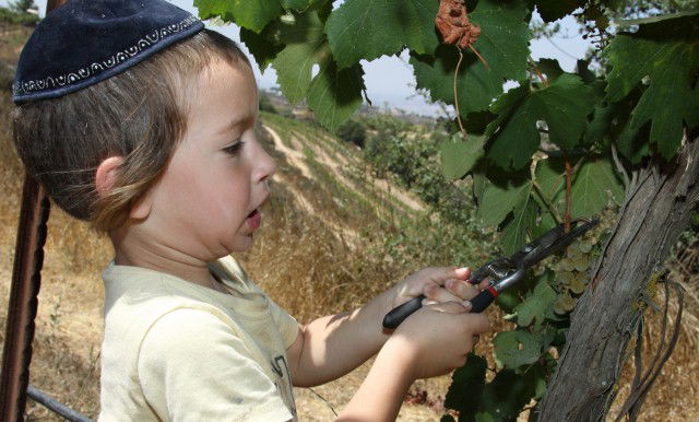 ילד בקטיף הענבים