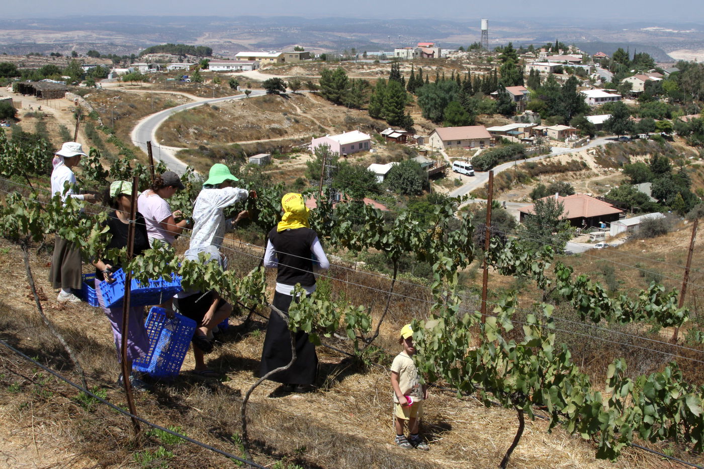 כיכר היום: בציר ענבים בישוב בת עין