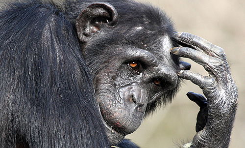 למצולם אין קשר לכתבה