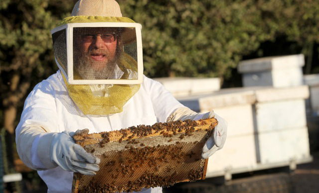 הכוורן החרדי