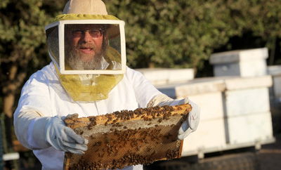 הכוורן החרדי
