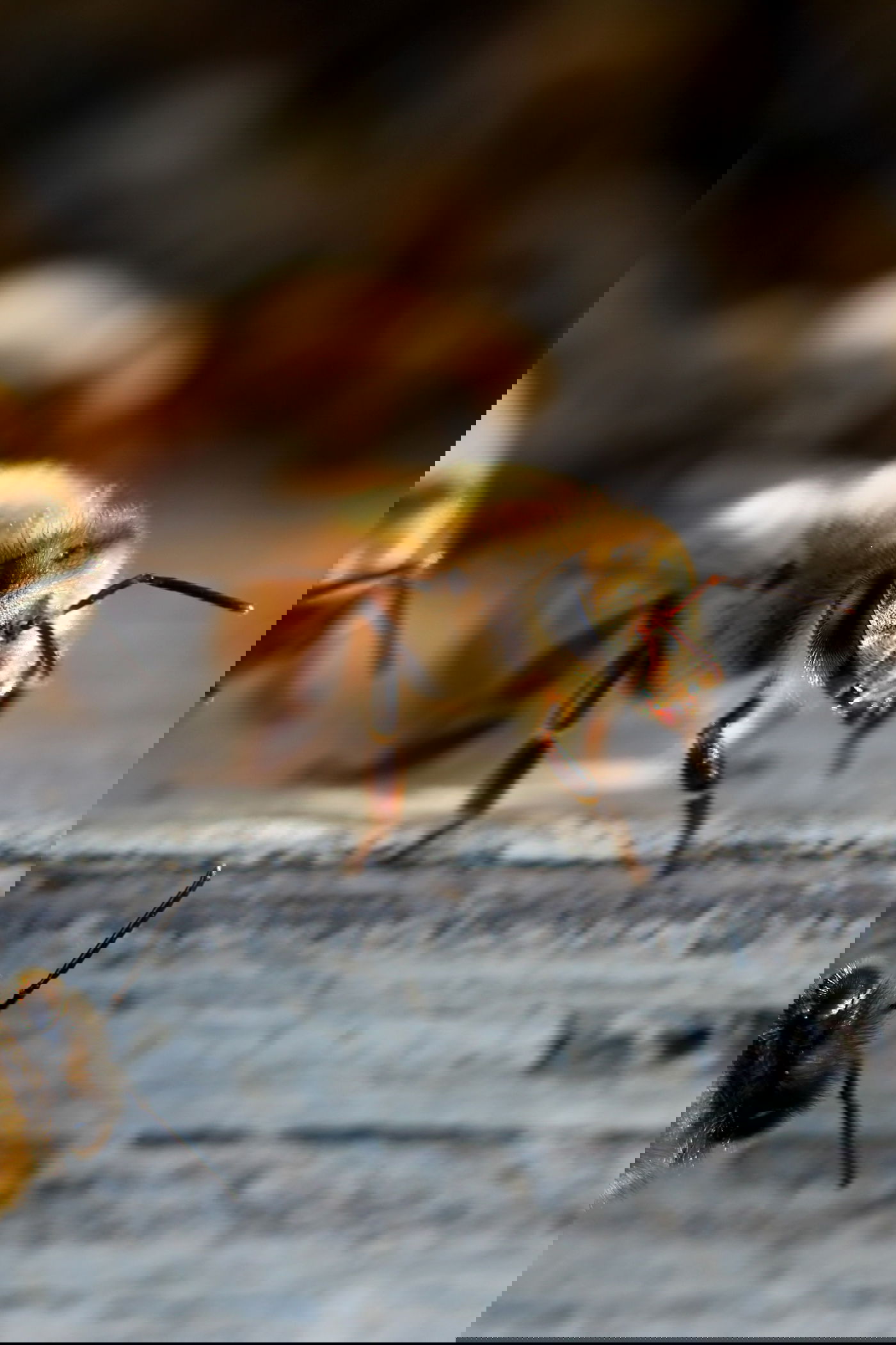 צרעת גונבת דבש מהכוורת