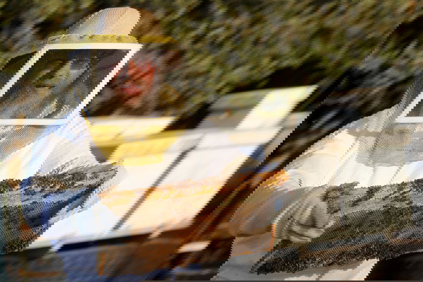 "תפוח בדבש"? הכוורן החרדי מתכונן