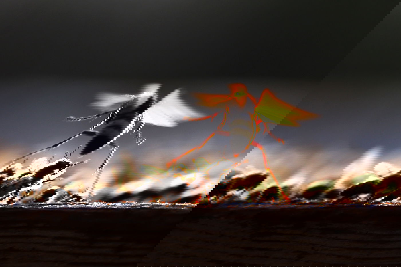 "תפוח בדבש"? הכוורן החרדי מתכונן