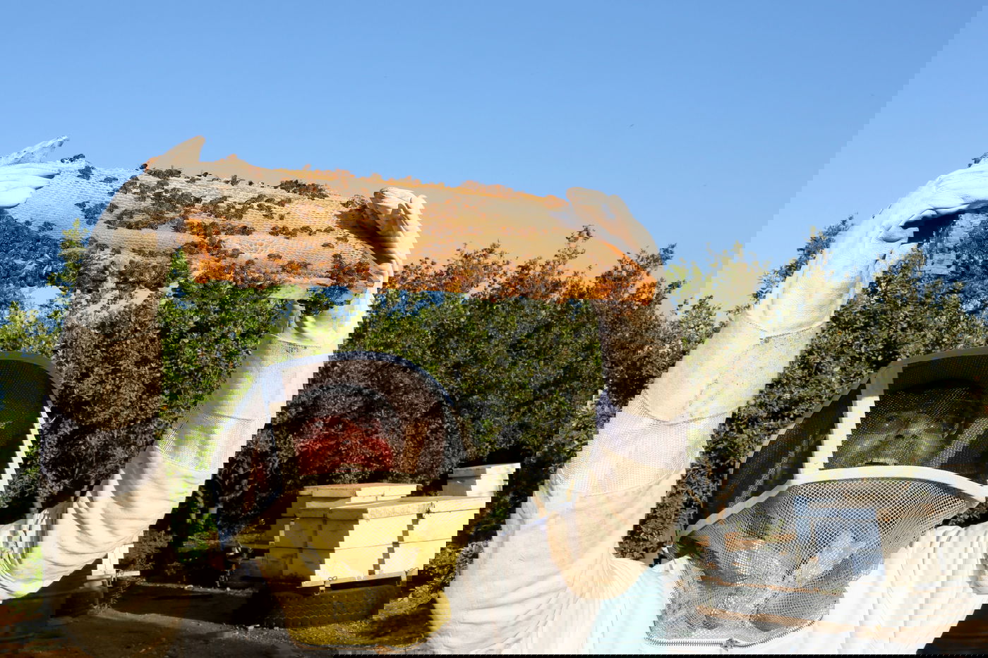 "תפוח בדבש"? הכוורן החרדי מתכונן