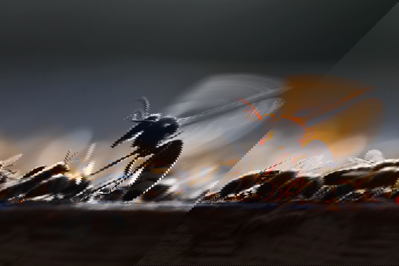 "תפוח בדבש"? הכוורן החרדי מתכונן