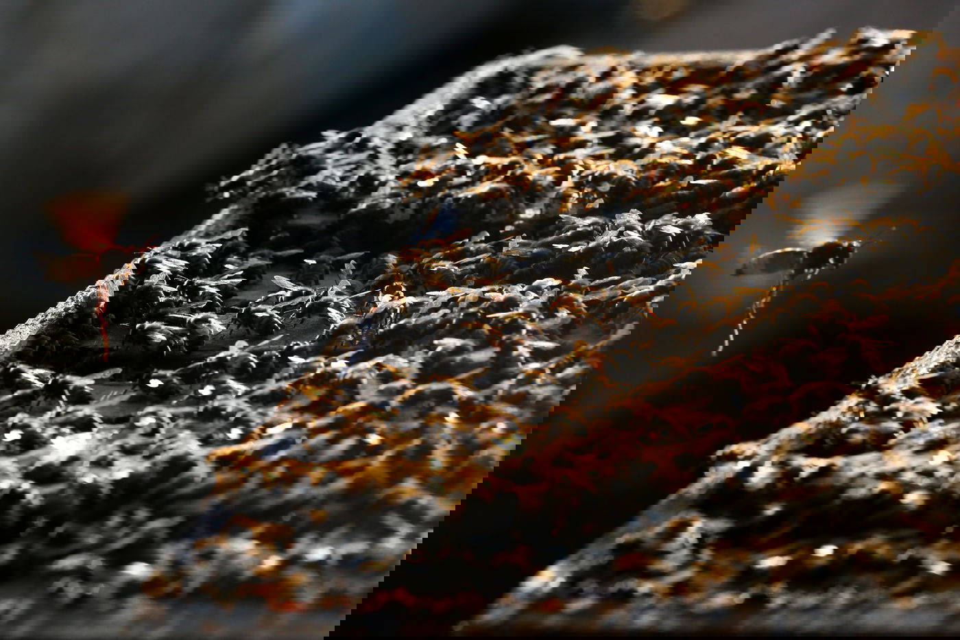 "תפוח בדבש"? הכוורן החרדי מתכונן