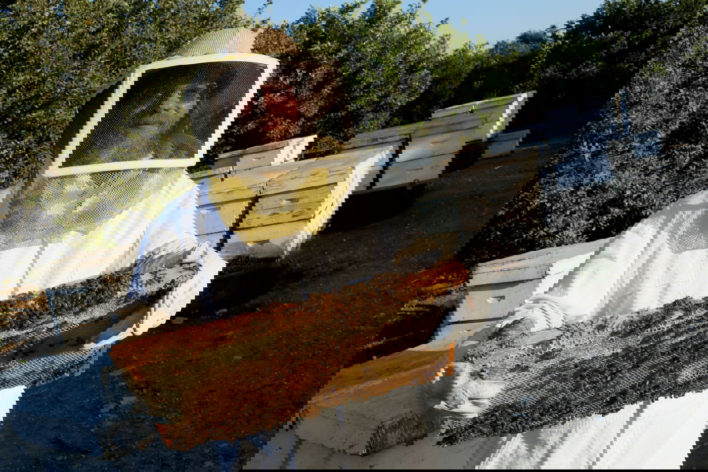 "תפוח בדבש"? הכוורן החרדי מתכונן