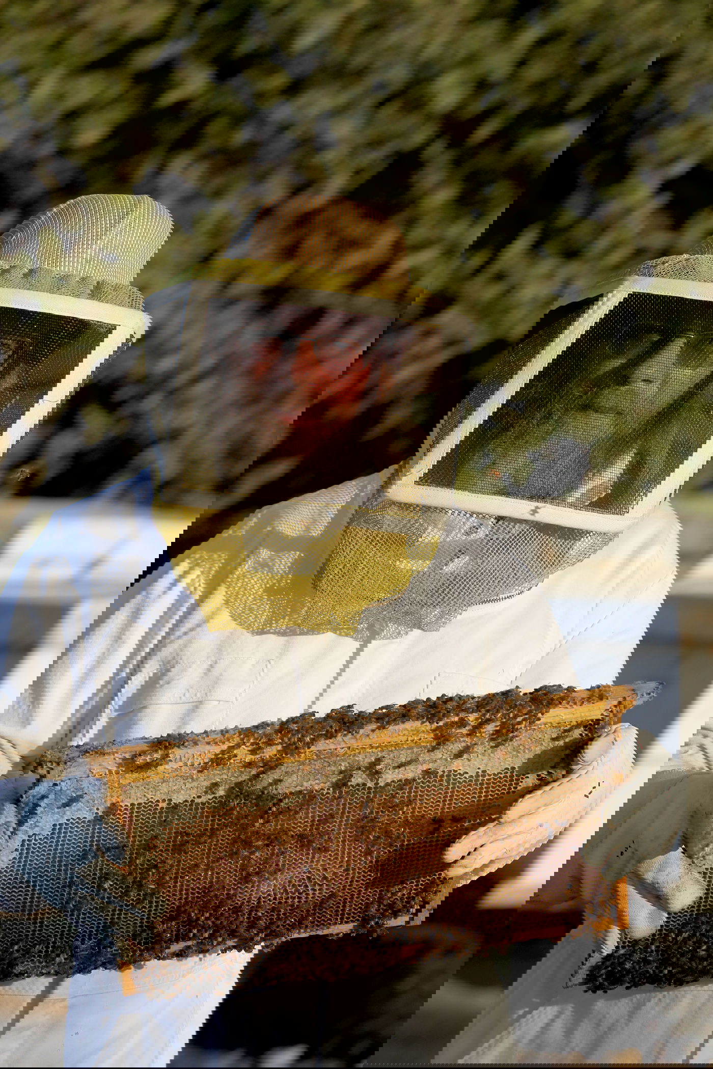 "תפוח בדבש"? הכוורן החרדי מתכונן