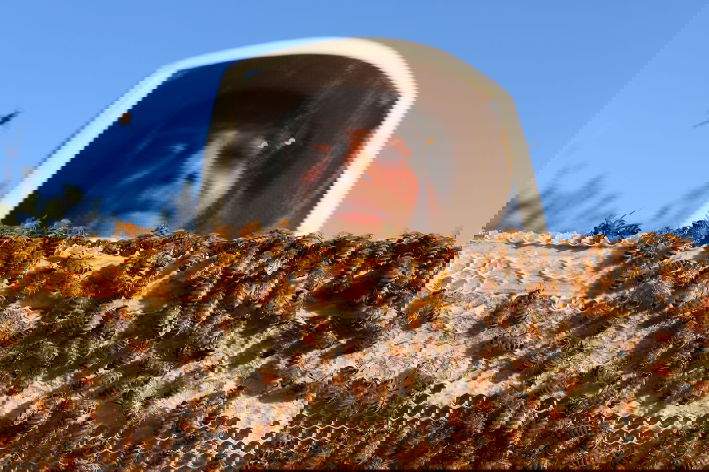 "תפוח בדבש"? הכוורן החרדי מתכונן