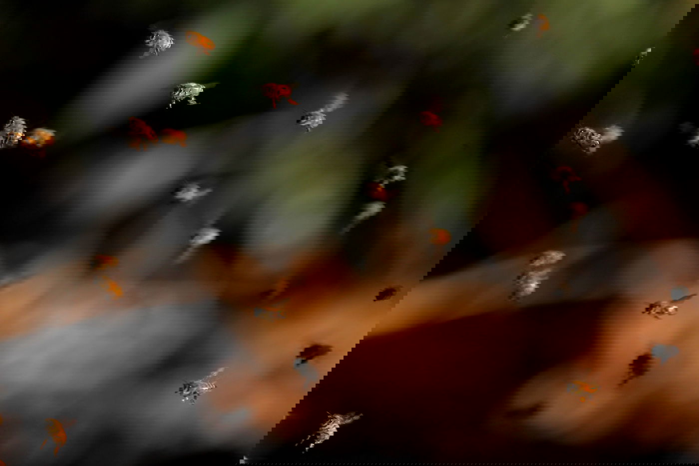 "תפוח בדבש"? הכוורן החרדי מתכונן