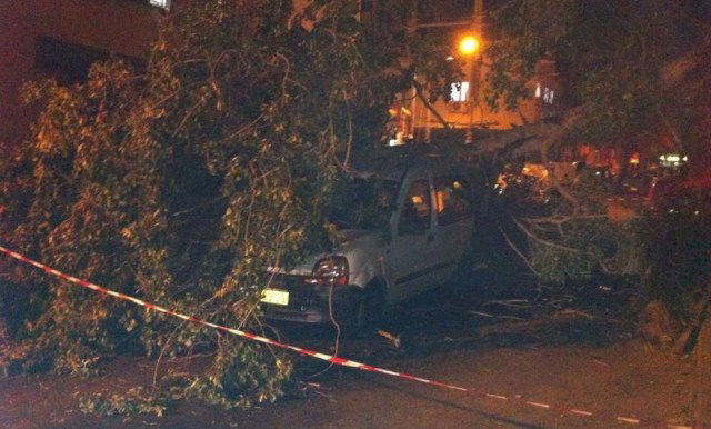 העץ על הרכב