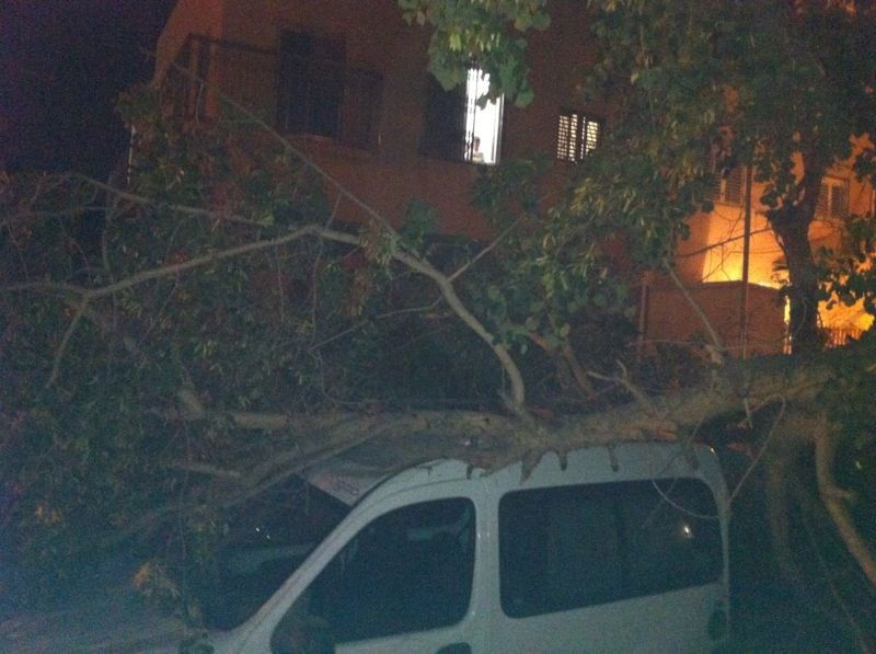 נס בבני-ברק: עץ עבות נפל על רכב בו נהג אברך