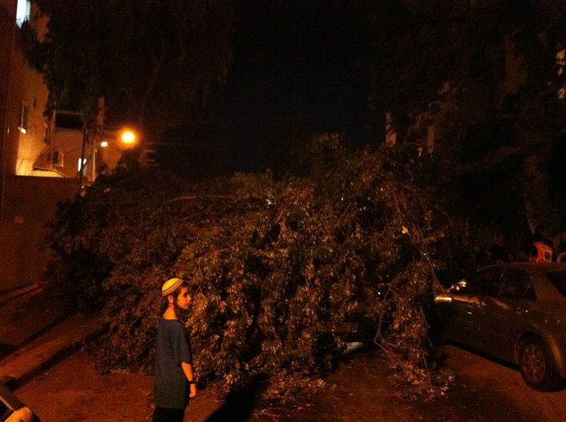 נס בבני-ברק: עץ עבות נפל על רכב בו נהג אברך