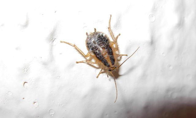 אילוסטרציה