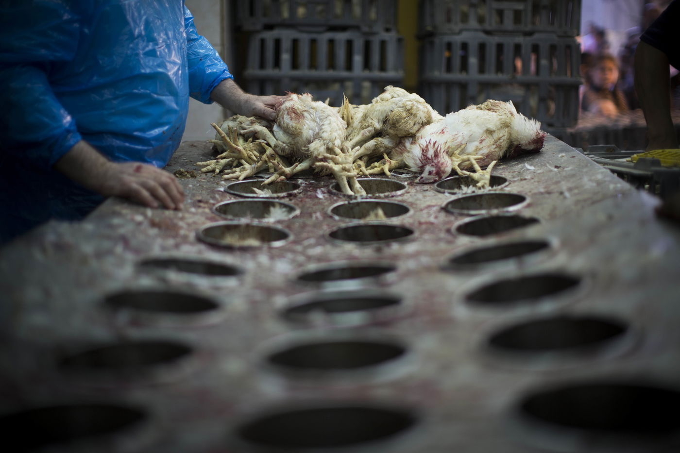 זֶה הַתַּרְנְגוֹל יֵלֵךְ • מנהג ה'כפרות' במאה שערים