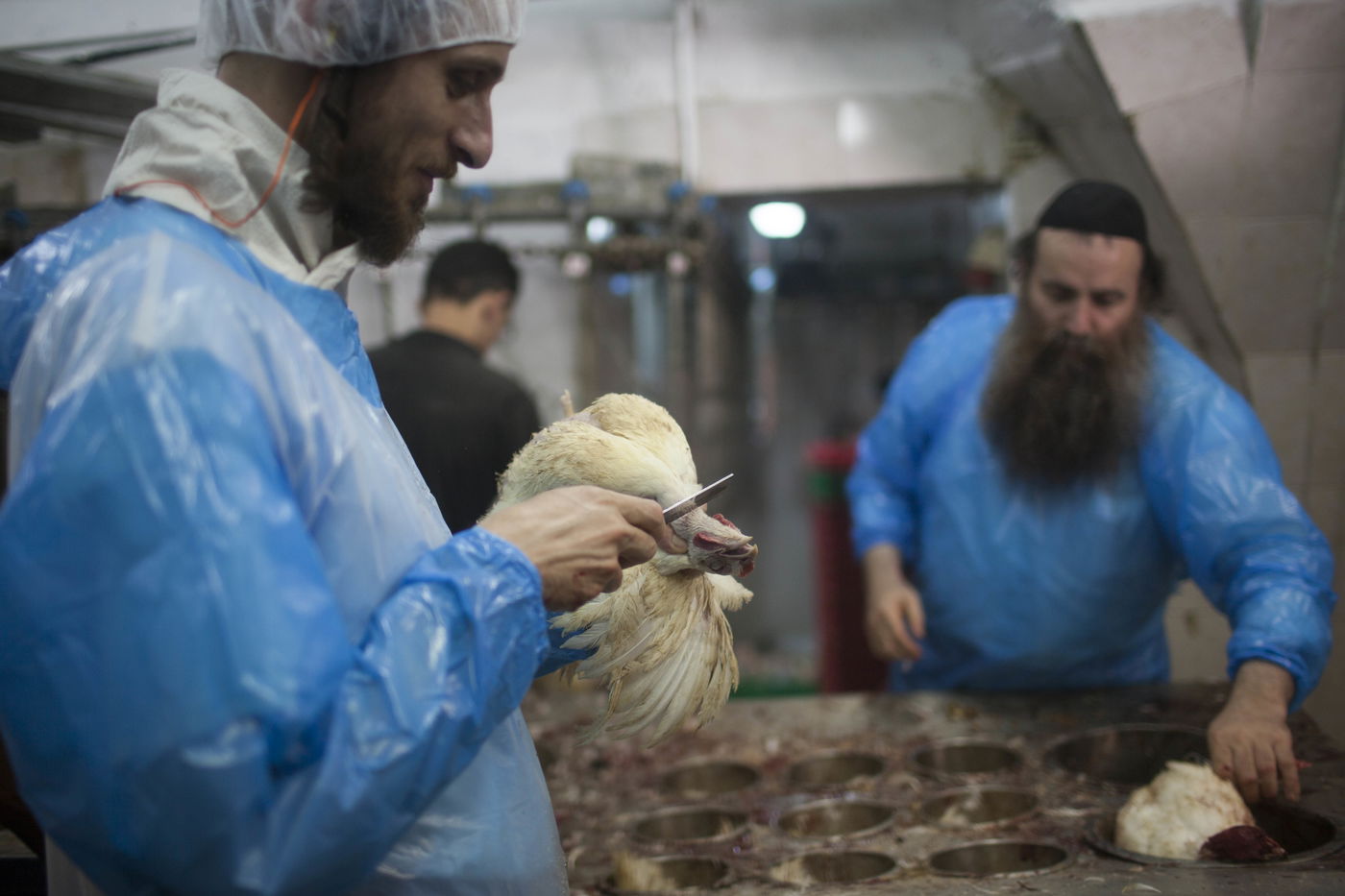 זֶה הַתַּרְנְגוֹל יֵלֵךְ • מנהג ה'כפרות' במאה שערים