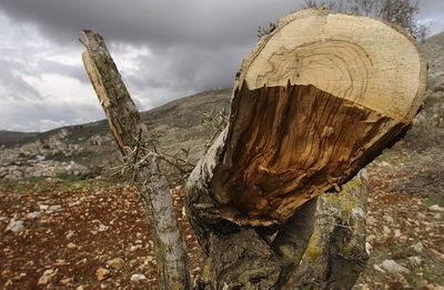צפו: פלסטינים ופעילי שלום 'נתפסו על חם' כורתים עצים בבעלות יהודית