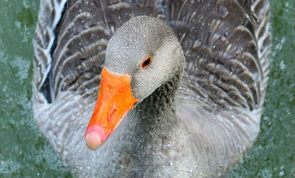 קולות ברווז מבטן הילד