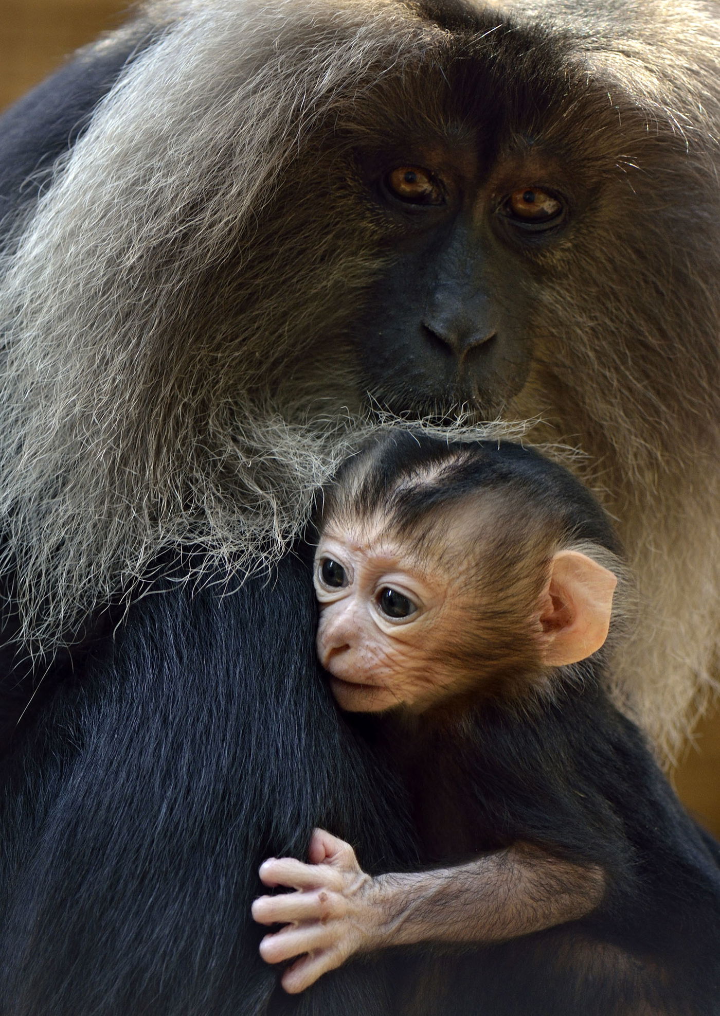 מזל-טוב: שלישיית קופי מקוק נולדו בספארי