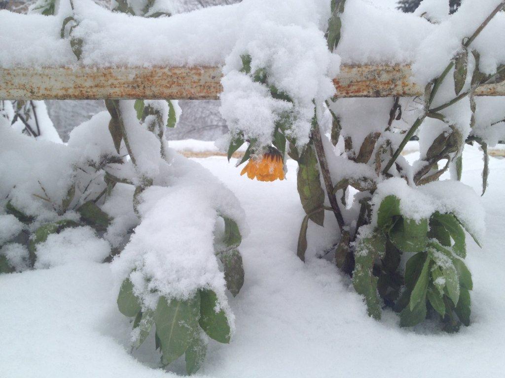 גלריה: לא רק בארה"ב, סופת שלגים ברוסיה