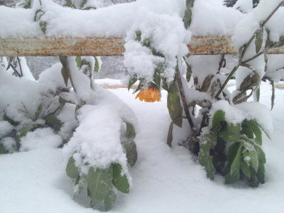 גלריה: לא רק בארה"ב, סופת שלגים ברוסיה