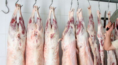 התעללות או התחשבות? שחיטה