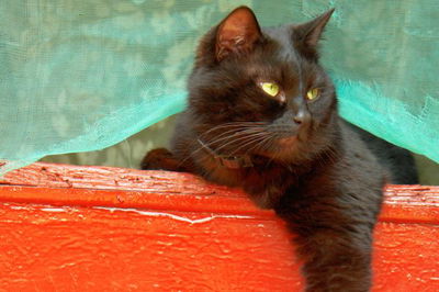 גם אתם רוצים חתול שיעביר אתכם את הכביש?