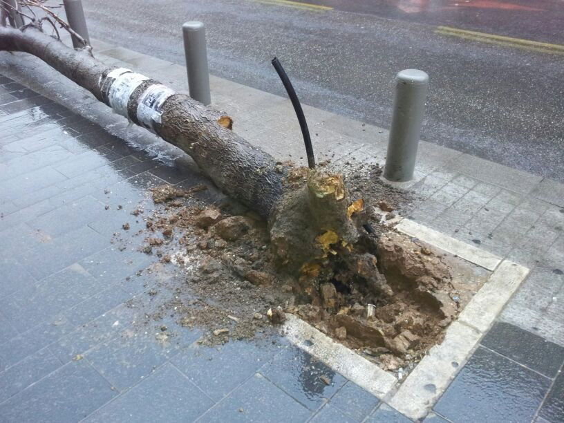 רוחות עזות וגשם סוער • תמונות מנזקי הסופה