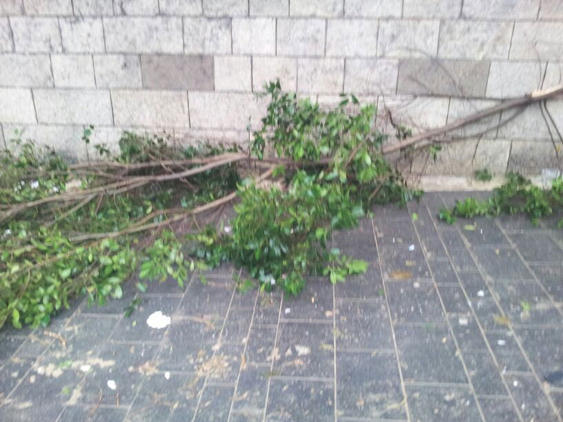 רוחות עזות וגשם סוער • תמונות מנזקי הסופה